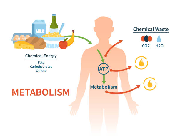 Diagram concept of metabolism changes during prolonged sitting